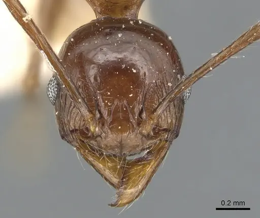 Pheidole huberi - CASENT0904246