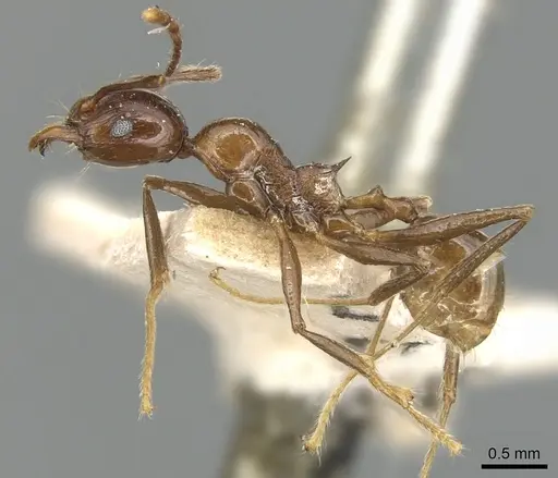 Pheidole huberi - CASENT0904246
