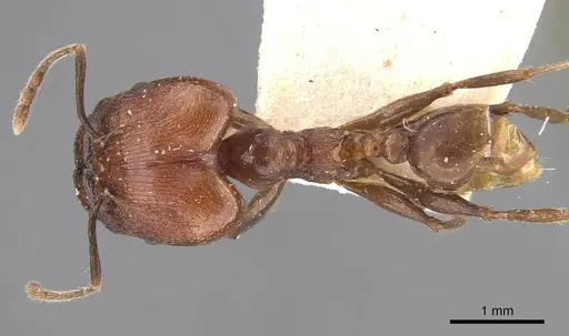 Pheidole huberi - CASENT0907889