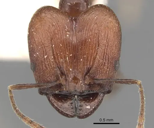 Pheidole huberi - CASENT0907889