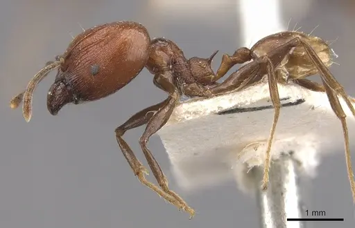 Pheidole huberi - CASENT0907889