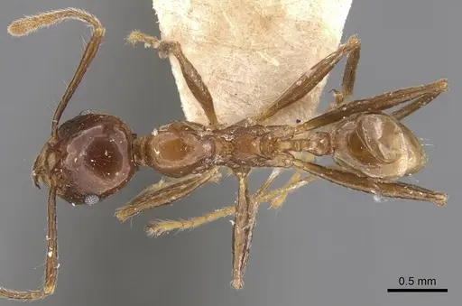 Pheidole huberi - CASENT0907890