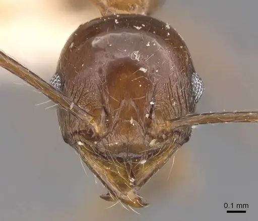 Pheidole huberi - CASENT0907890