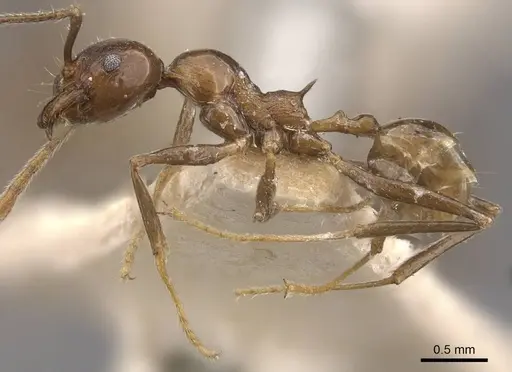 Pheidole huberi - CASENT0907890