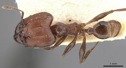 Pheidole huberi - CASENT0907891