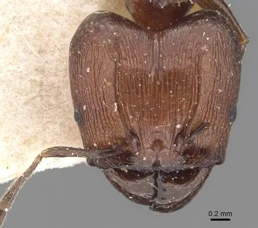 Pheidole huberi - CASENT0907891