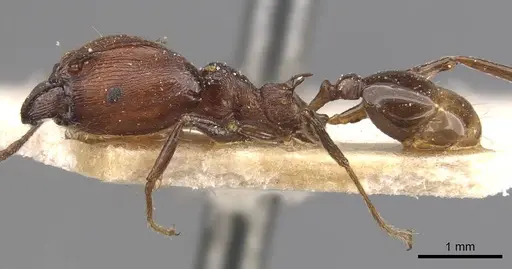 Pheidole huberi - CASENT0907891