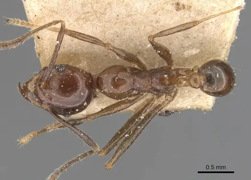 Pheidole huberi - CASENT0907892