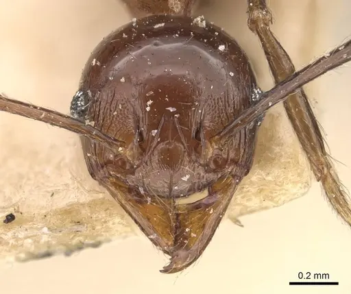 Pheidole huberi - CASENT0907892