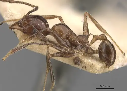 Pheidole huberi - CASENT0907892