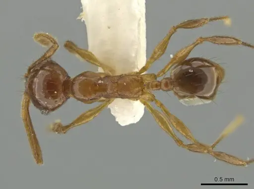 Pheidole huilana specimen