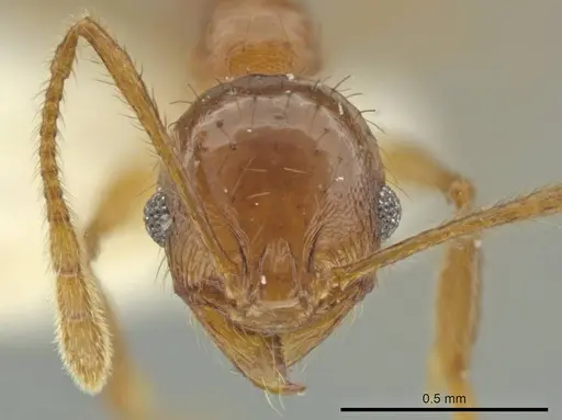 Pheidole huilana specimen