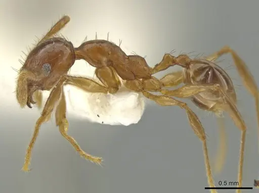 Pheidole huilana specimen
