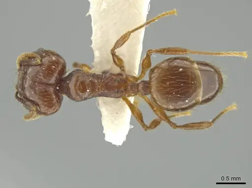 Pheidole huilana - JTLC000016408