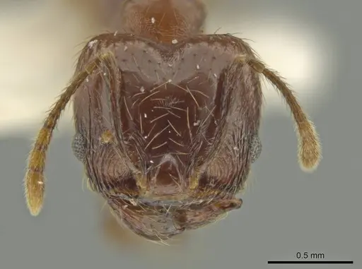 Pheidole huilana - JTLC000016408