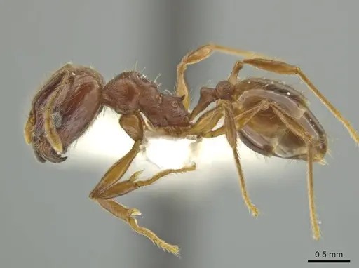Pheidole huilana - JTLC000016408