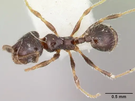 Pheidole humeralis specimen