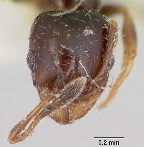 Pheidole humeralis specimen