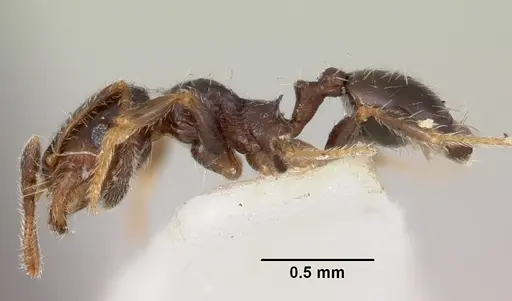 Pheidole humeralis specimen