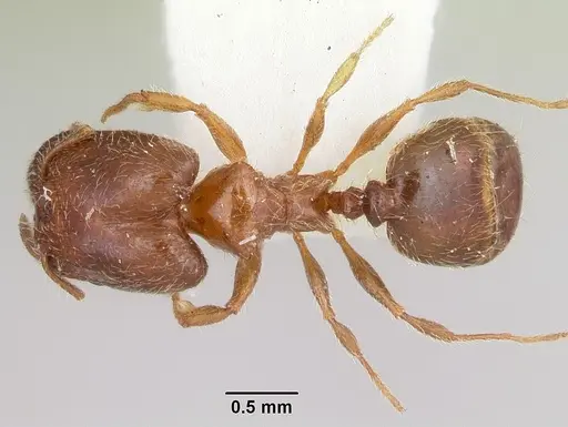 Pheidole humeralis - CASENT0103142