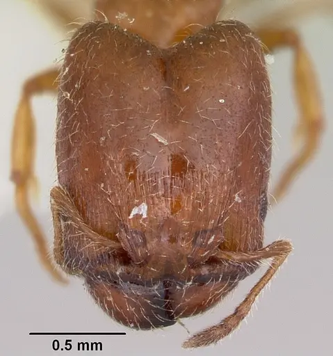 Pheidole humeralis - CASENT0103142