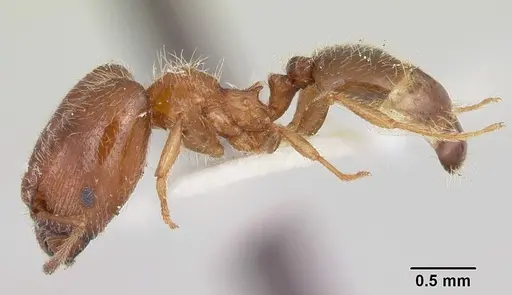Pheidole humeralis - CASENT0103142