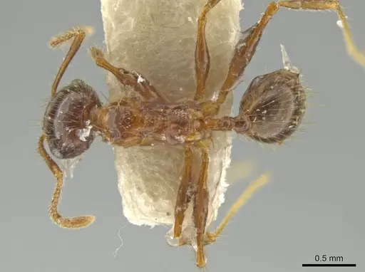 Pheidole humeridens specimen