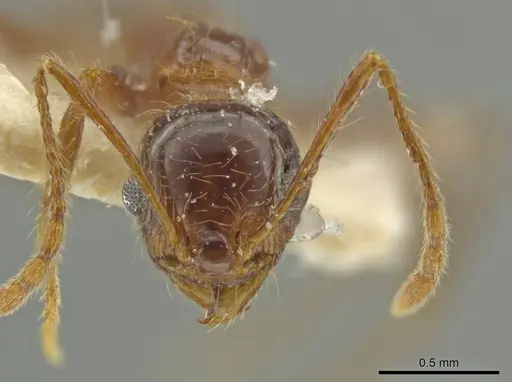 Pheidole humeridens specimen