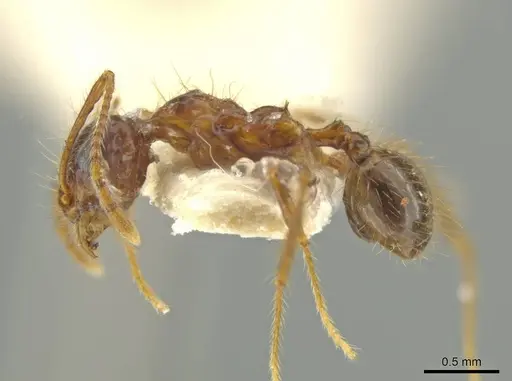 Pheidole humeridens specimen