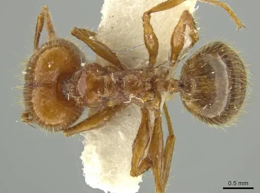 Pheidole humeridens - JTLC000016409