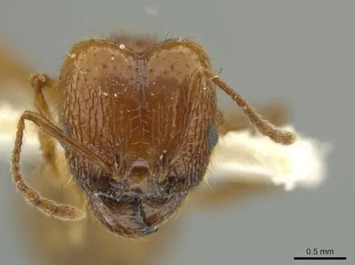 Pheidole humeridens - JTLC000016409