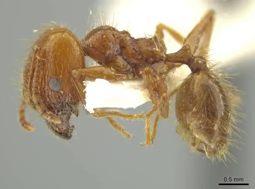 Pheidole humeridens - JTLC000016409