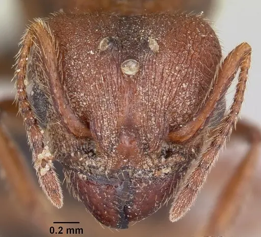 Pheidole hyatti specimen