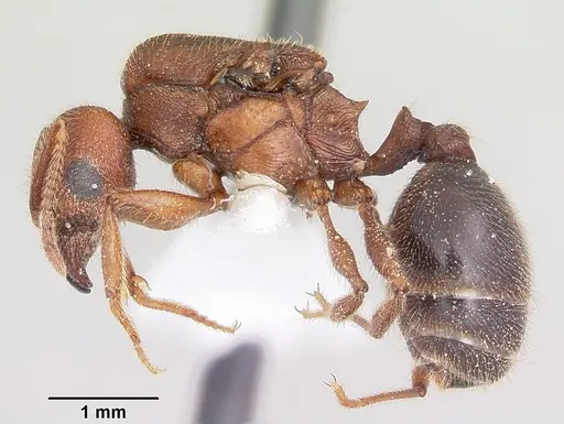 Pheidole hyatti specimen