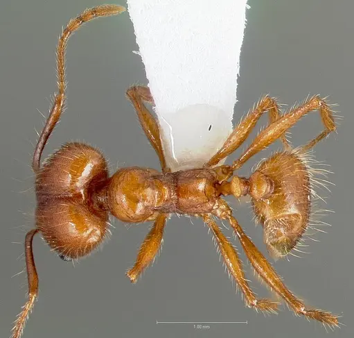 Pheidole hyatti - CASENT0005738