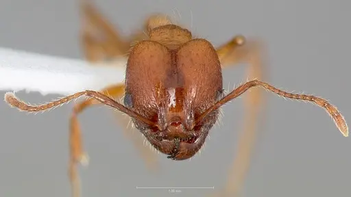 Pheidole hyatti - CASENT0005738