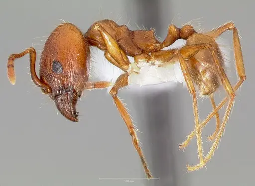 Pheidole hyatti - CASENT0005738