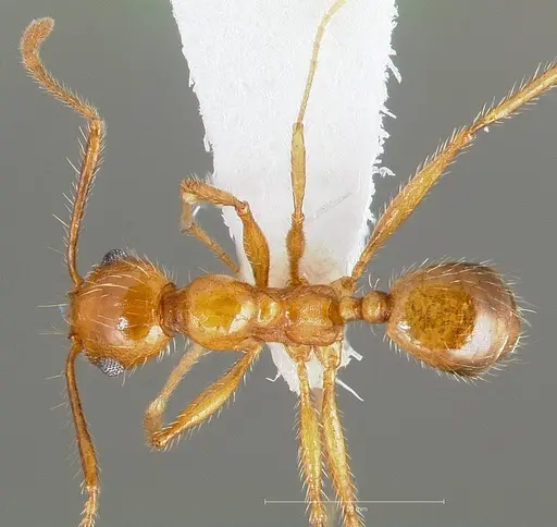 Pheidole hyatti - CASENT0005739