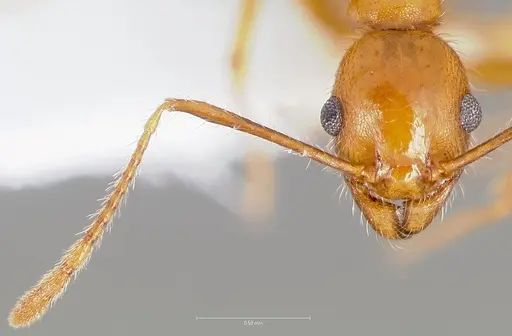 Pheidole hyatti - CASENT0005739