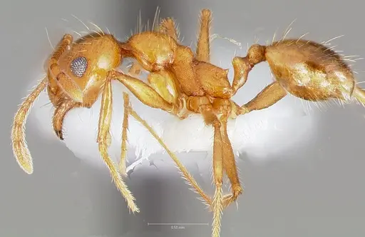 Pheidole hyatti - CASENT0005739