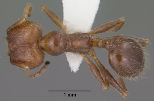 Pheidole hyatti - CASENT0102878