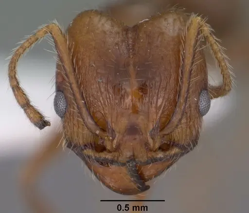 Pheidole hyatti - CASENT0102878