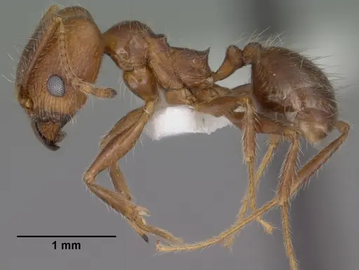 Pheidole hyatti - CASENT0102878