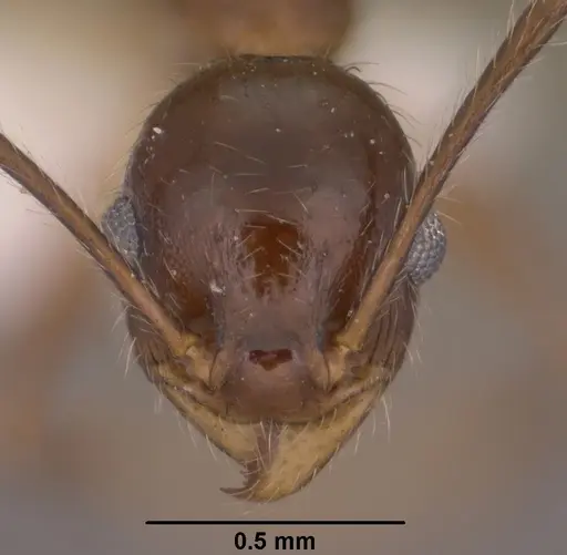 Pheidole hyatti - CASENT0102879