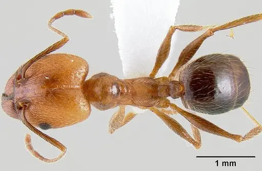 Pheidole hyatti - CASENT0106046