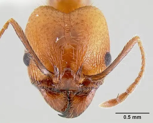 Pheidole hyatti - CASENT0106046