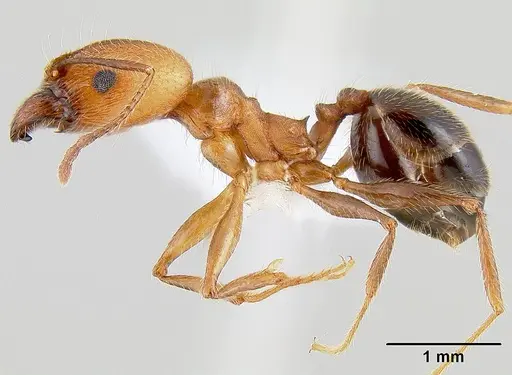 Pheidole hyatti - CASENT0106046