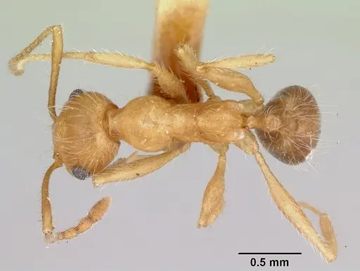 Pheidole hyatti - CASENT0172702