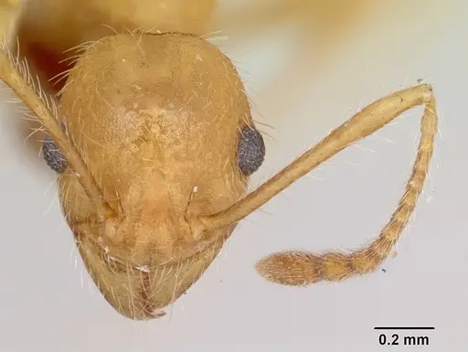 Pheidole hyatti - CASENT0172702