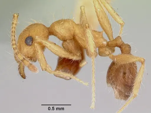 Pheidole hyatti - CASENT0172702